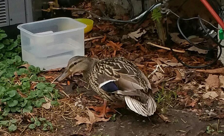 Ducks